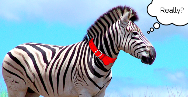 You’re from Africa?! I Bet You had a Pet Zebra…